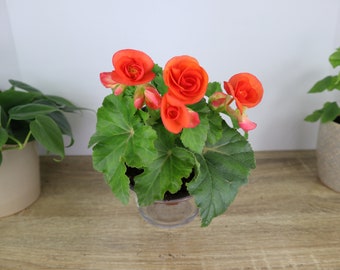 Orange Rieger Begonia flowering begonia plant 5" pot, blooming tuberous Begonia, Orange Rieger begonia | 2 plants required per order |