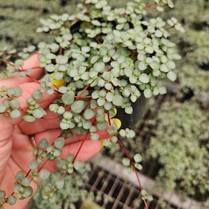Pilea Depressa Glauca, Silver Tiny Baby Tears– Trailing Houseplant in 4” Pot – Indoor Plant for Home Decor | 2 plants required per order |