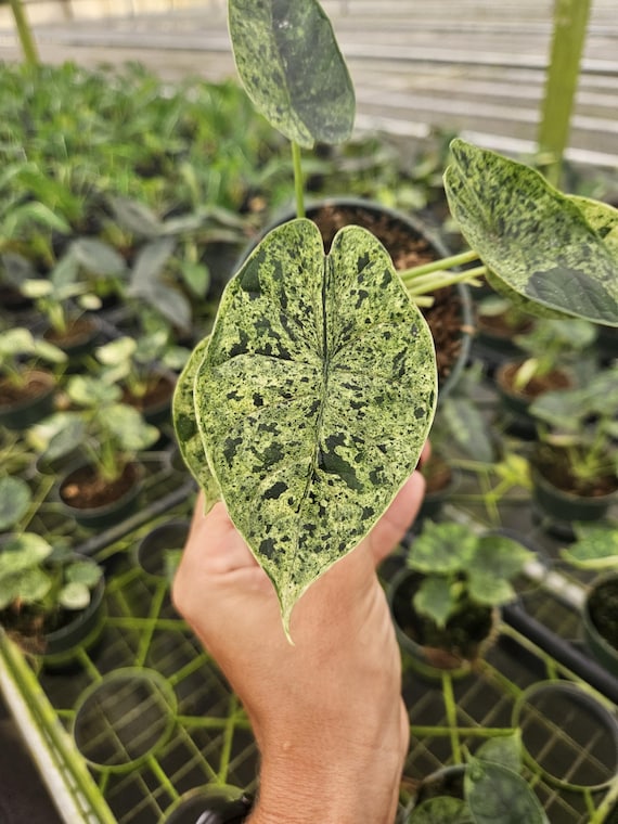 Alocasia Dragon Scale Variegated in a 4