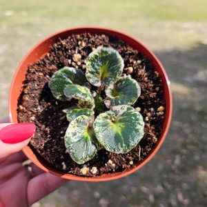 Harmony's Very Berry African Violet live young pre-finished starter in a 4" pot | 2 plants required per order |