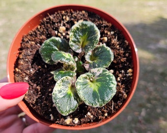 Harmony's Very Berry African Violet live young pre-finished starter in a 4" pot | 2 plants required per order |