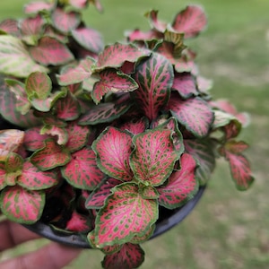 Red Fittonia Plant in a 4&quot; pot –Jade Red Nerve Plant with Red Veins, Easy Care Indoor Plant, Perfect Gift for Plant Lovers, 2 Item Minimum