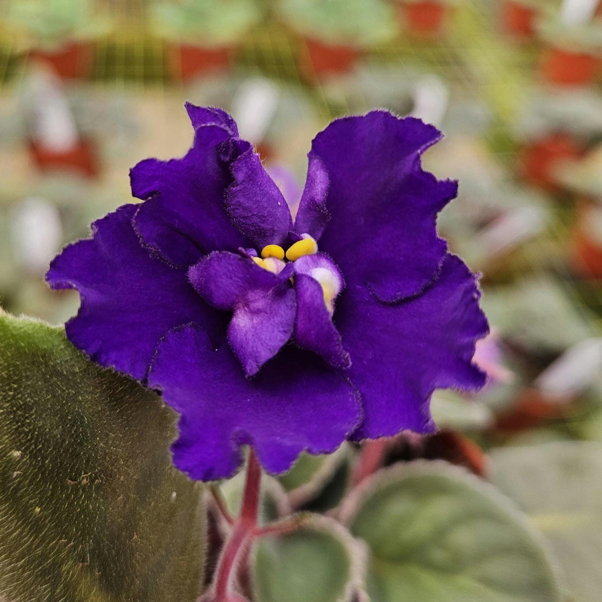 Sora Fuzzy Face African Violet Live Plant, Young Starter in a 4