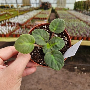 Rockin Robin African Violet live plant, young pre-finished starter in a 4" pot | 2 plant minimum order required | bild 2