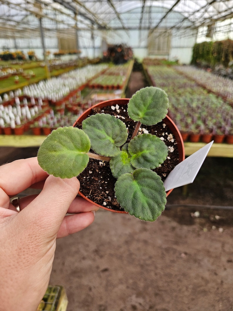 Rockin Robin African Violet live plant, young pre-finished starter in a 4" pot | 2 plant minimum order required | bild 2