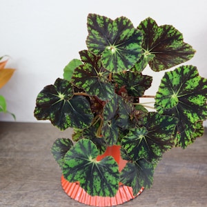 Shanika Begonia live plant in a 4" pot, Rex Begonia plant | 2 plants required per order |