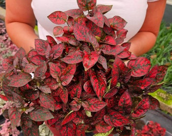 Splash plant Red Polka dot live plant Hypoestes in a 4" pot| 2-Plant Minimum |
