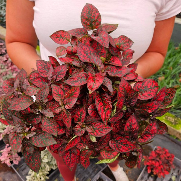 Splash plant Red Polka dot live plant Hypoestes in a 4" pot| 2 plants required per order |