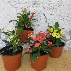 Dwarf Crown of Thorns Plant Bundle – 4 Live Plants in 5” Pots – Red, Pink, Yellow, & White Blooms – Easy-Care Outdoor Flowers for Full Sun