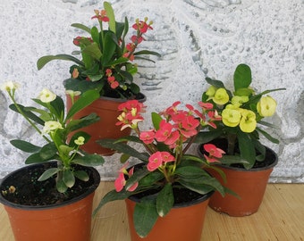 4 Crown of Thorns plants 5" pot, dwarf crown of thorn live plant, one of each color, full sun blooming outdoor flower, easy care plant