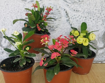 4 Crown of Thorns plants 5" pot, dwarf crown of thorn live plant, one of each color, full sun blooming outdoor flower, easy care plant