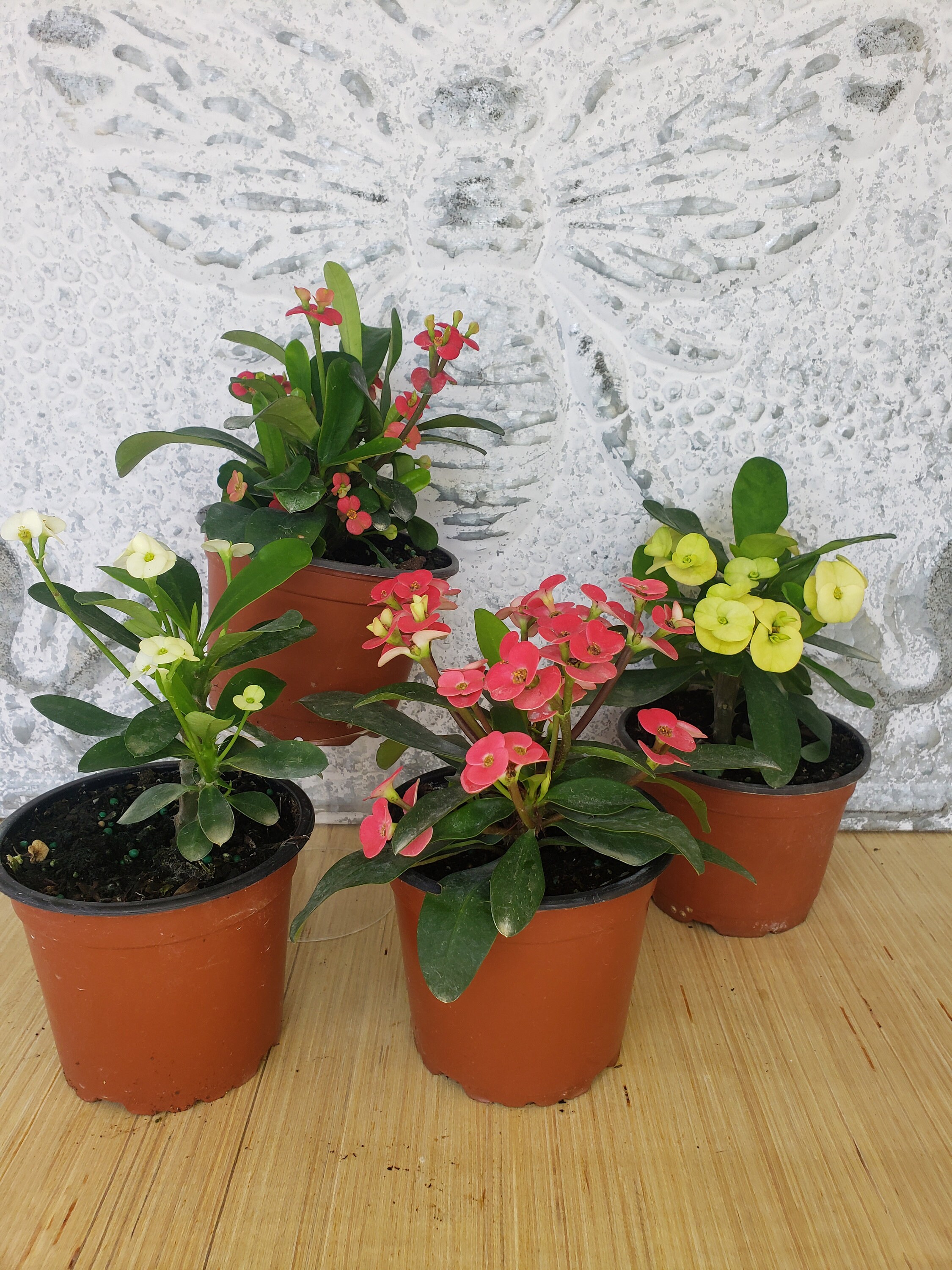 Dwarf Crown of Thorns Plant Bundle – 4 Live Plants in 5” Pots – Red, Pink, Yellow, & White Blooms – Easy-Care Outdoor Flowers for Full Sun