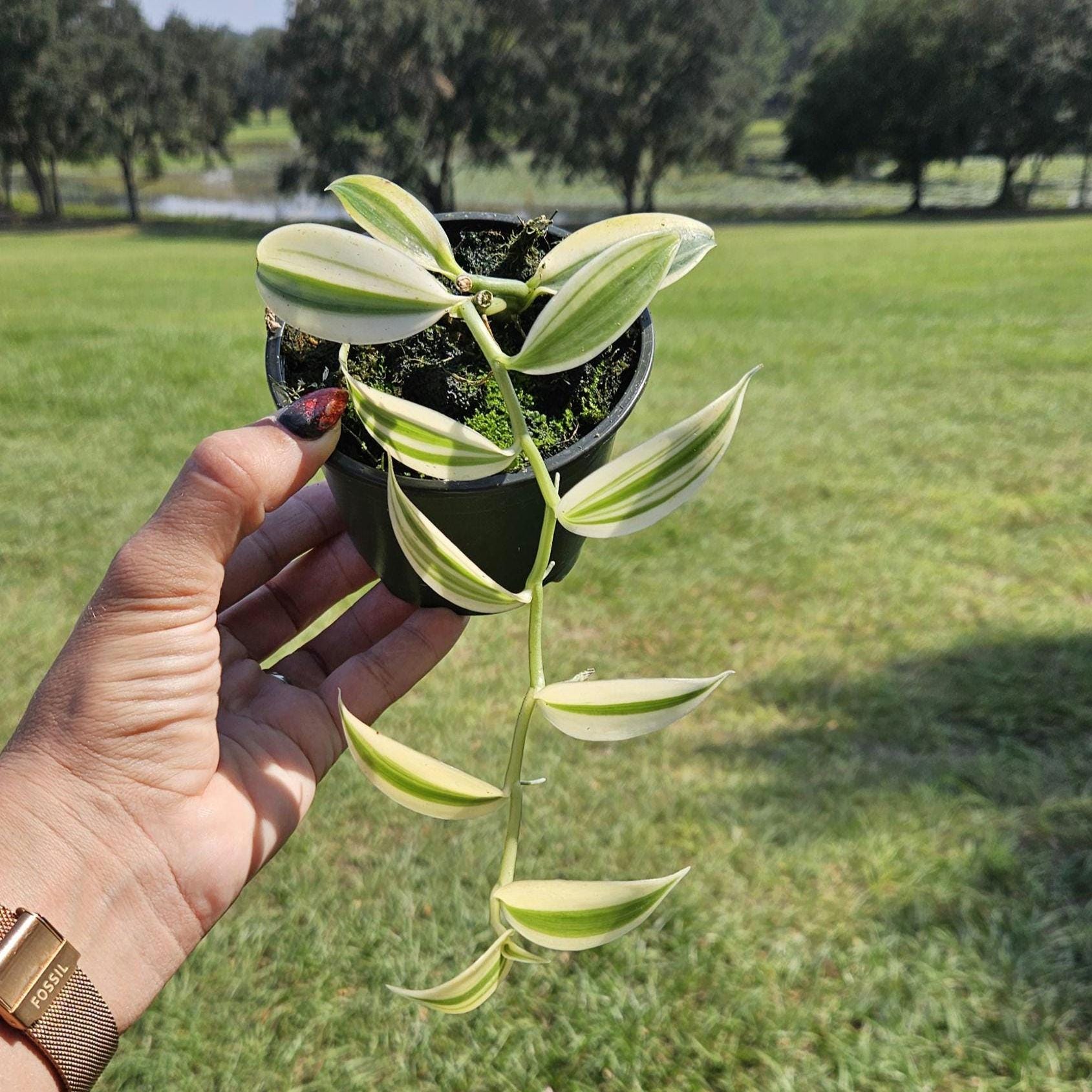 Vanilla plantifolia in a 4" pot, live edible super varigated vanilla plant  | 2 plants required per order |