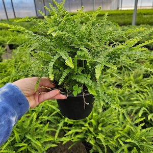 Fern plant, Lemon Button live Fern plant Nephrolepis cordifolia &quot;Duffii&quot; in a 6&quot; pot | 2 plants required per order |