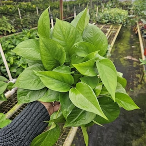May include: A lush, green pothos plant with large, heart-shaped leaves. The plant is held in a hand, showcasing its vibrant color and texture. The background shows a greenhouse setting with other plants.