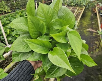 Jade Pothos plant in a 6" pot, Green pothos large live plant | 2 plants required per order |
