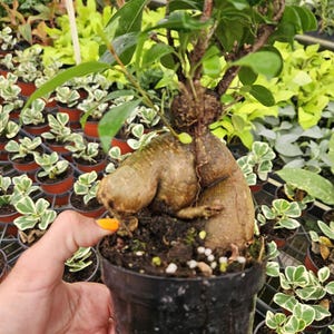 Ficus Ginseng Bonsai Tree: Beginner-Friendly Indoor Plant