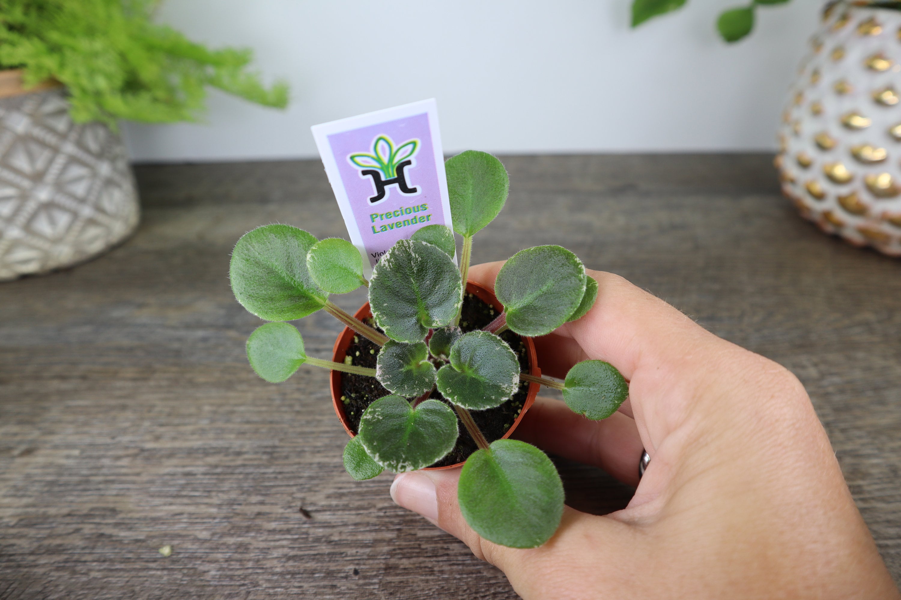 Precious Lavender Mini African Violet Live Plant in a 2