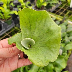 May include: A close-up of a green plant leaf with a small, light green, curled sprout. The leaf has visible veins and is held by a hand. Other green plants are visible in the background.