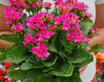 LIVE Blooming Kalanchoe blossfeldiana plant 4.5" pot, flaming katy flowering Kalanchoes, Blooming kalanchoe plant *2 item minimum on orders*