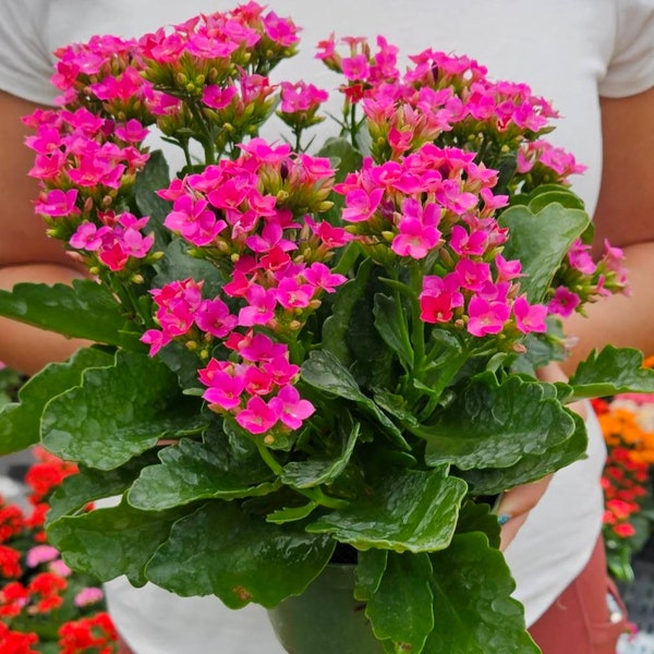 LIVE Blooming Kalanchoe blossfeldiana plant 4.5" pot, flaming katy flowering Kalanchoes, Blooming kalanchoe plant *2 item minimum on orders*