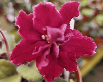 Buckeyes Let's Roll African Violet Starter Plant (ALL Starter