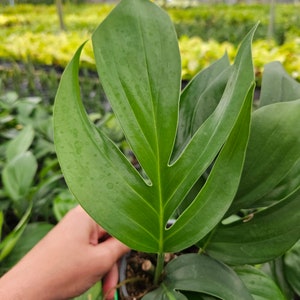 May include: Close-up of a vibrant green Monstera plant leaf with distinctive fenestrations. The leaf is large and glossy, showcasing the plant's unique natural design. The plant is in a small black pot, with other plants in the background.