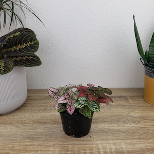 Hypoestes Splash Plant: A small polka dot plant in a black plastic pot featuring variegated leaves with speckled patterns in shades of pink, red, and white. The plant displays a dense cluster of foliage with distinct color variations across the individual leaves.