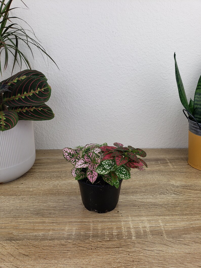 Hypoestes Splash Plant: A small polka dot plant in a black plastic pot featuring variegated leaves with speckled patterns in shades of pink, red, and white. The plant displays a dense cluster of foliage with distinct color variations across the individual leaves.