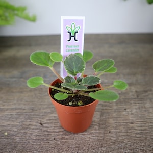 Precious Lavender Mini African Violet live plant in a 2" pot, Semi Miniature Variegated african violet plant | 2 plants required per order |