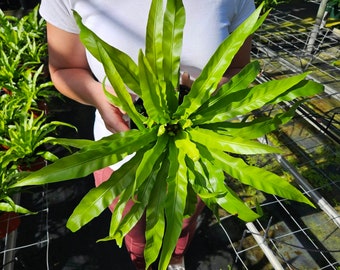 Austral Gem Fern Plant in 6 Inch Pot - Asplenium Bird's Nest - Etsy
