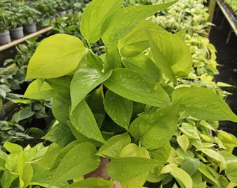 Neon Pothos Live Plant in 6" Pot | Bright Lime Pothos Houseplant | Easy Trailing Indoor Plant | Plant Lover Gift | 2 Plant Minimum