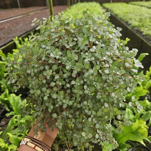 Pilea depressa &#39;Silver tiny baby tears&#39; in a 6&quot; pot | 2 plants required per order |