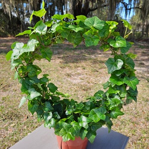 May include: A green ivy plant growing in a terracotta pot, trained to form a circle.