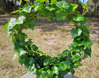 Elegant English Ivy Topiary: Round Shape, Live Variegated Plant in 6" Pot - White, Gold, or Green