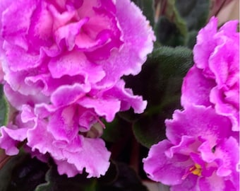 A Day in April  African Violet live plant, young pre-finished starter in a 4" pot | 2 plants required per order |