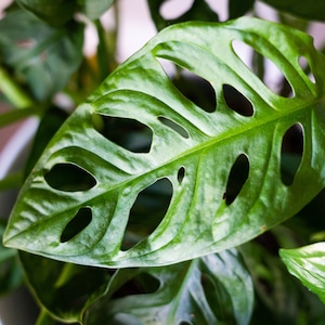Swiss Cheese plant, Monstera adansonii 4&quot; pot, live Monstera adansonii plant, swiss cheese live plant ,  | 2 plants required per order |