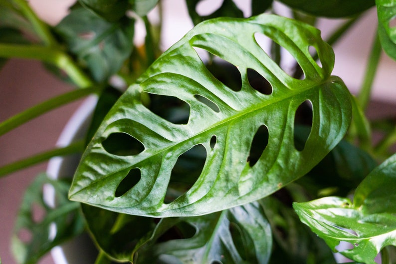 May include: A close-up of a large, green, leafy plant with holes in the leaves. The plant is in a pot, but the pot is not visible in the image.