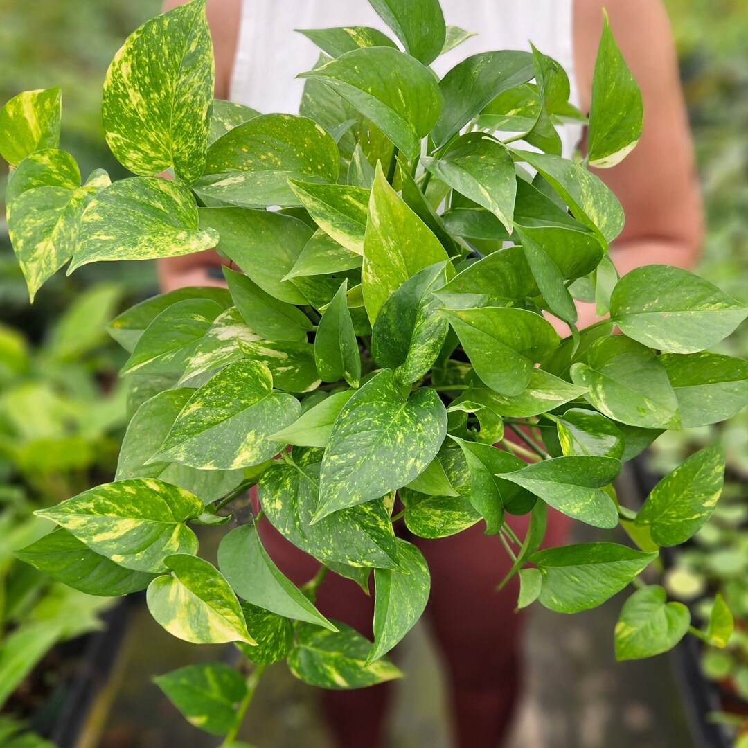 Golden Pothos Plant 4 Live Golden Pothos Plant, Large Pothos Plant