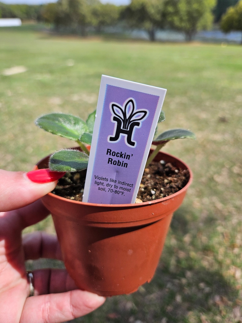 Rockin Robin African Violet live plant, young pre-finished starter in a 4" pot | 2 plant minimum order required | bild 4