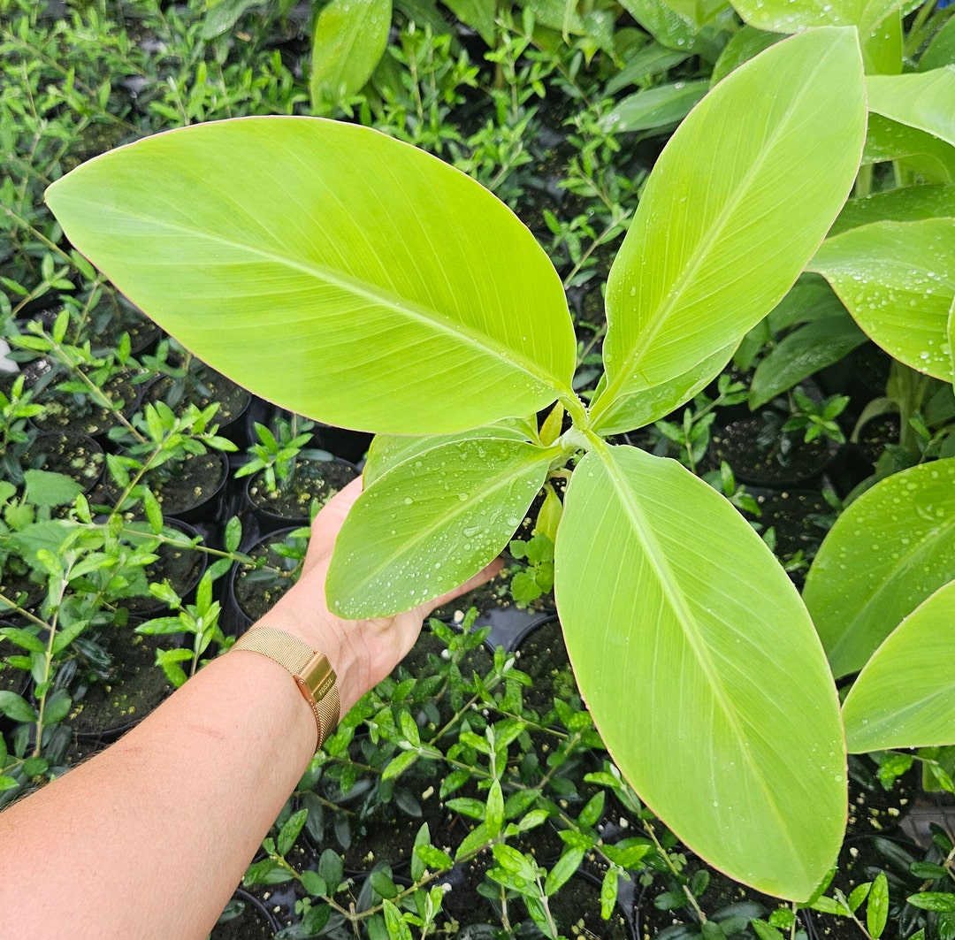 Banana Plant, Ice Cream Banana Plant in a 4 Pot 2 Plants Required per