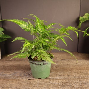 East Indian Holly fern plant variegated live fern plant Arachniodes simplicior 'Variegata' in a 4 pot 2 plants required per order image 7