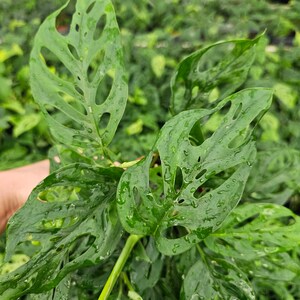 May include: A close-up of a green Monstera adansonii plant with large, perforated leaves. The leaves are covered in water droplets, giving the plant a fresh and vibrant appearance.