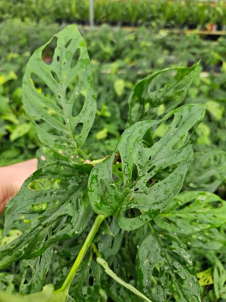 May include: A close-up of a green Monstera adansonii plant with large, perforated leaves. The leaves are covered in water droplets, giving the plant a fresh and vibrant appearance.
