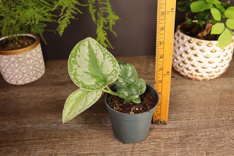 Scindapsus pictus Pothos - Thumbnail 4