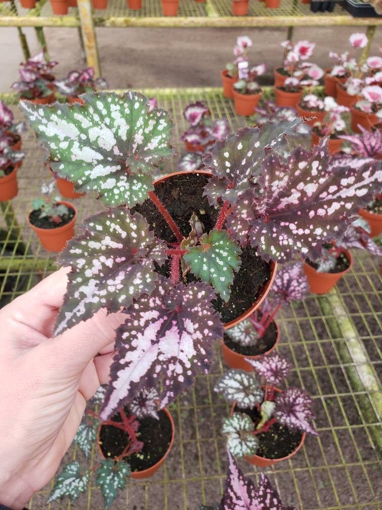 Rex Begonia Plant harmony's Wild Fury Pink - Etsy Denmark
