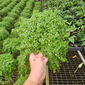 Pilea depressa &#39;tiny baby tears&#39; in a pot | 2 plants required per order |