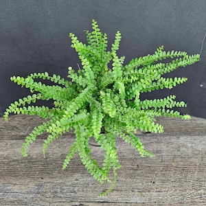 Fern plant, Lemon Button Fern in a 4&quot; pot plant Nephrolepis cordifolia &quot;Duffii&quot; Fern, fern live plant | 2 plants required per order |
