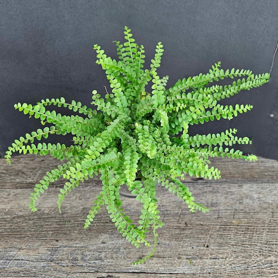 Lemon Button Fern - 4 Lemon Button Fern - 4