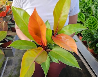 Philodendron Prince of Orange Live Plant | Colorful Tropical Houseplant | Self-Heading Aroid | 4" Pot | 2-Plant Minimum